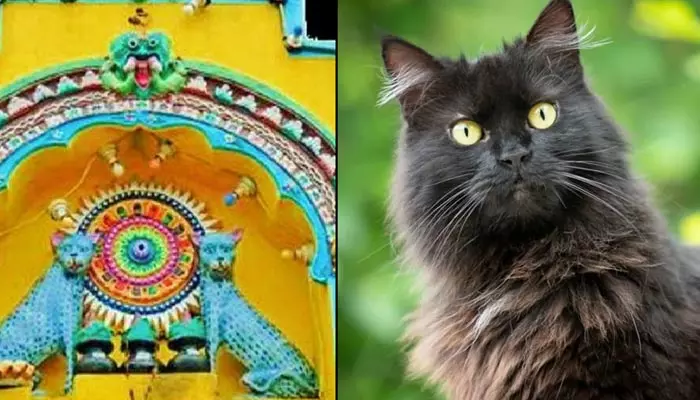 Cat Temple : వింత ఆచారం.. ఇక్కడేమో పిల్లి చెడు శకునం.. కానీ అక్కడ వెయ్యేళ్లుగా పూజలు