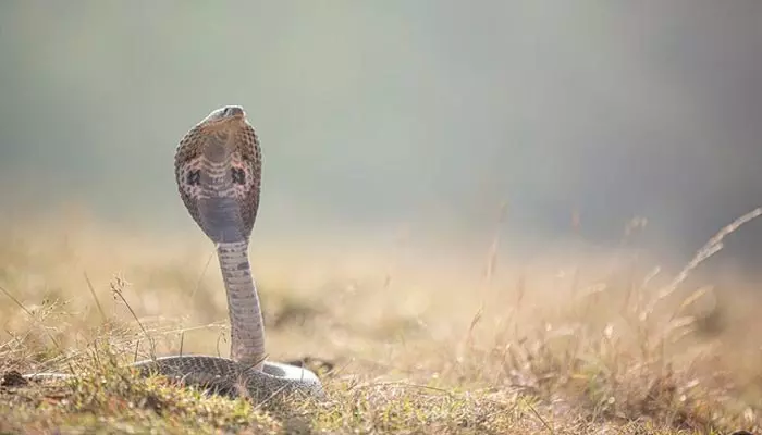 Snake - Cobra : పాము ఒక్క కాటుకు ఎంత విషాన్ని చిమ్ముతుంది?