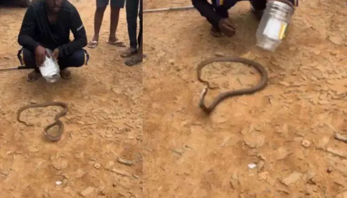 Snake Video: గుండెపోటుతో మరణించిన పాము.. వైరల్ అవుతున్న వీడియో