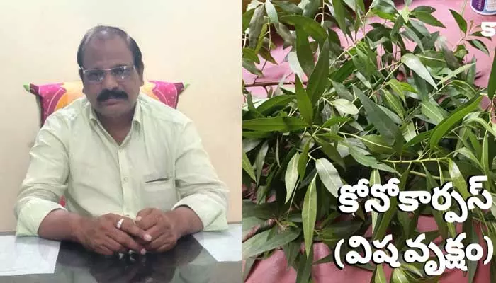 Kono Corpus Plants : కొనో కార్పస్ మొక్కలు చాలా డేంజర్..