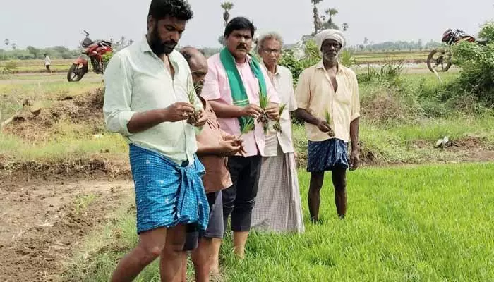 Krishna Delta:సాగునీరు అందక ఎండుతున్న పంటలు ..ఆందోళనలో రైతులు