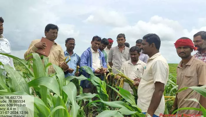 దిశ ఎఫెక్ట్.. దెబ్బతిన్న మొక్కజొన్న పంటలను పరిశీలించిన శాస్త్రవేత్తలు, అధికారులు