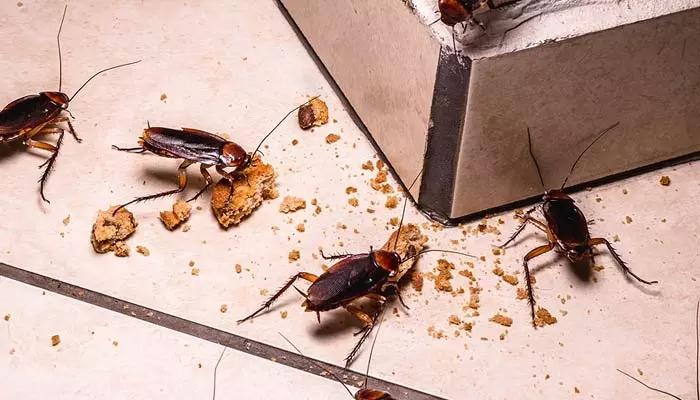 Cockroach Tips: ఇంట్లో బొద్దింకలను ఈ చిట్కాలతో సులభంగా వదిలించుకోండి!