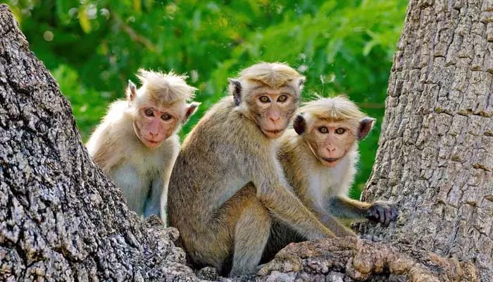 monkeys : కోతుల బెడదతో బెంబేలెత్తుతున్న జనం..