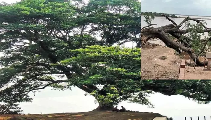 Cenema Tree : నేల కూలిన ‘సినిమా చెట్టు’.. ఎన్ని జ్ఞాపకాలను వదిలి వెళ్లిందో..