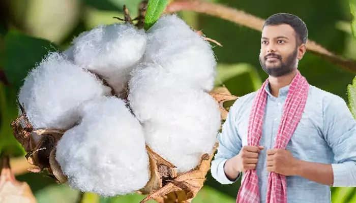 Cotton Cultivation: తెల్ల బంగారం సాగుకే రైతులు సై..