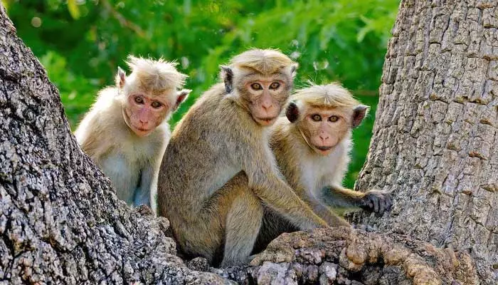 Monkeys:‘బాబోయ్ కోతులు’..బెంబేలెత్తుతున్న స్థానిక ప్రజలు!