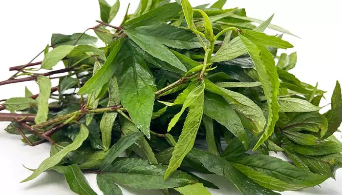 sorrel leaves: ఈ ఆకుకూర రోజూ తీసుకుంటే ఆ అనారోగ్య సమస్యలన్నీ పరార్‌..!