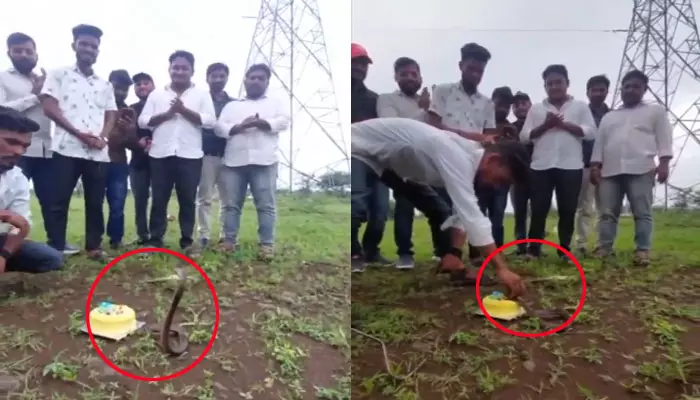 Viral Video: హ్యాపీ బర్త్ డే నాగూభాయ్..! నాగులపంచమి రోజున పాముకు కేక్ కటింగ్