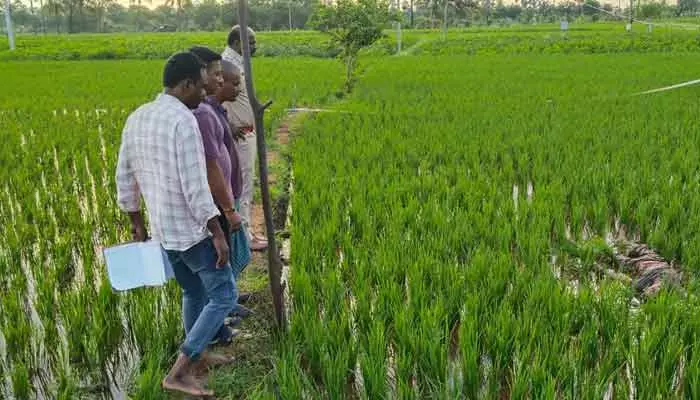 వరి పొలంలో గుర్తుతెలియని వ్యక్తి మృతదేహం.. హత్యచేశారా..?