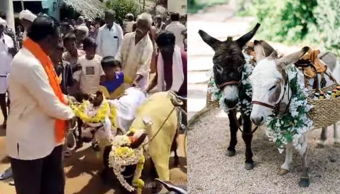 Donkey Marriage: గ్రాండ్‌గా గాడిదలకు పెళ్లి.. ఊరంతా కలిసి సెలబ్రేషన్స్