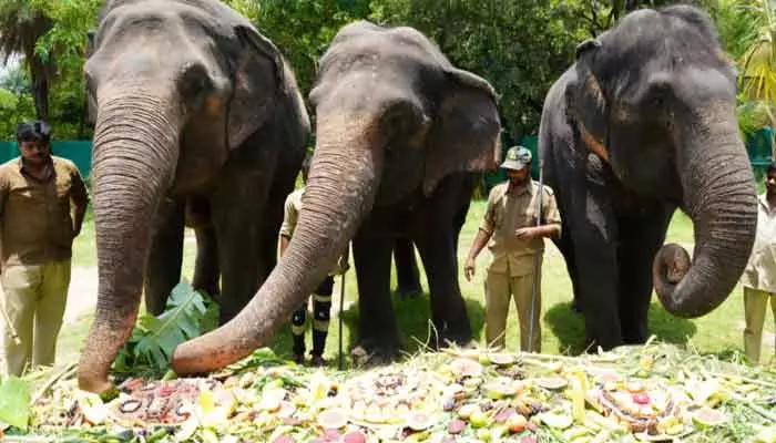 జూపార్కులో ప్రపంచ ఏనుగుల దినోత్సవం..