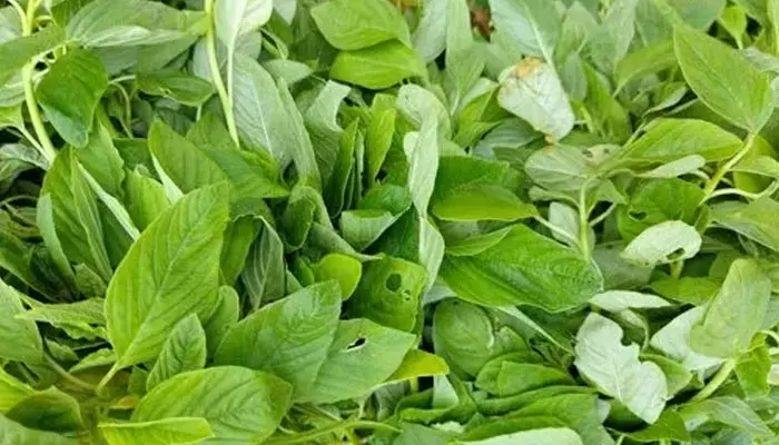 Leaf green vegetables: ఆ ఆకు కూరలతో కిడ్నీ సమస్యలకు చెక్ పెట్టొచ్చని తెలుసా