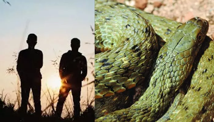 Snake like fish: చేప అనుకొని పామును కాల్చుకొని తిన్న పిల్లలు.. తర్వాత ఏం జరిగిందంటే..