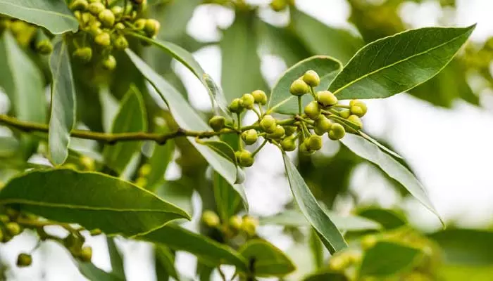 Bay Leaves for Sugar: ఈ ఒక్క ఆకుతో షుగర్ వ్యాధి కంట్రోల్.. ఎలా వాడాలంటే..