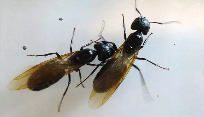 Flying Ants : వర్షాకాలంలో ఎగిరే చీమలు విసిగిస్తున్నాయా.. వాటిని ఇలా వదిలించుకోండి..