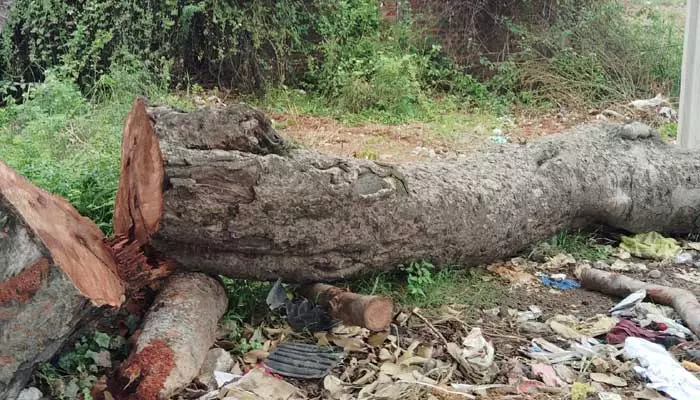 అనుమతులు ఒకచోట.. చెట్ల నరికివేత మరొక చోట