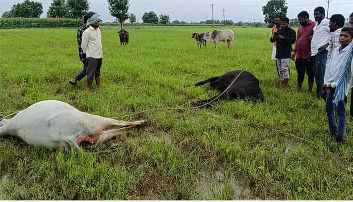 విద్యుత్ షాక్ తో రెండు ఆవులు మృతి