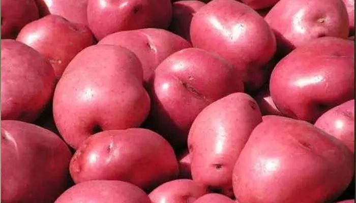 Red potato : ఎర్ర బంగాళాదుంపలు ఎప్పుడైనా తిన్నారా.. దీంతో ఎన్ని ప్రయోజనాలో..