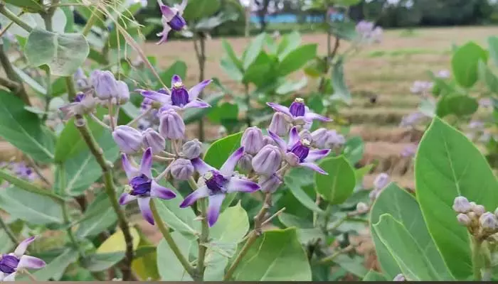 Aak plant tree : ఈ ఆకులతో అనేక ఆరోగ్య ప్రయోజనాలు..