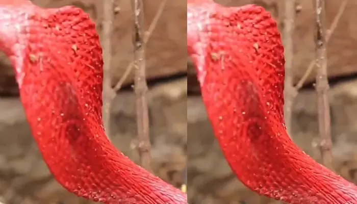 Red King Cobra: ఎప్పుడైనా రెడ్‌ కలర్‌ కింగ్‌ కోబ్రాను చూశారా.. ఎంత అందంగా ఉందో?