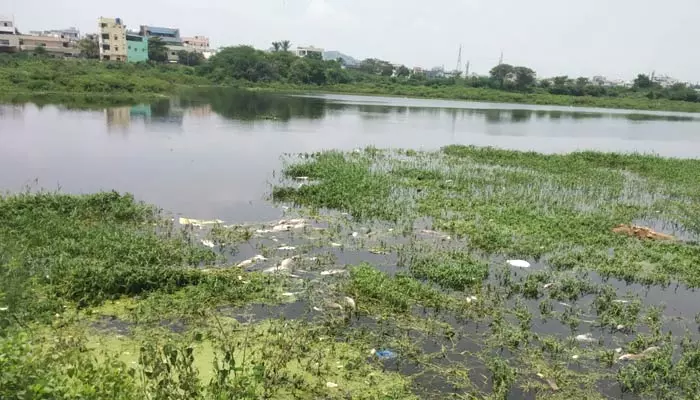 మీర్ పేట్ పెద్ద చెరువులో చేపలు మృతి