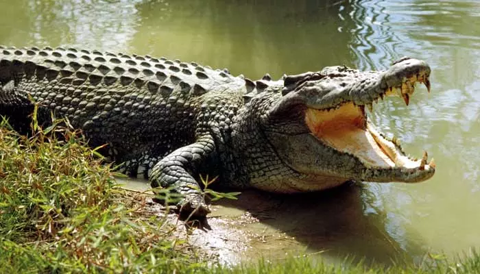 Crocodile Attack : ఈత కొట్టడం కోసం నదిలోకి వెళ్లిన మహిళ.. దాడి చేసి చంపేసిన మొసలి