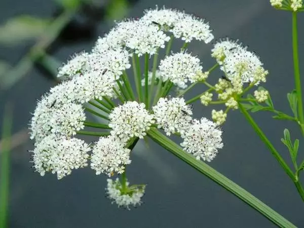 Poisonous Plant: నవ్వుతో చంపేస్తున్న మొక్క..