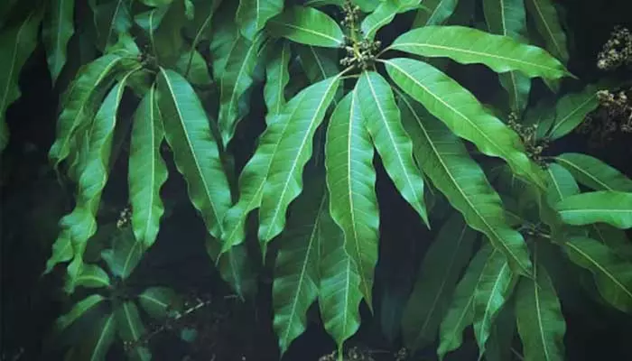 Mango Leaves : మామిడి ఆకుల్లో అనేక ఔషధ గుణాలు.. ఎలా పనిచేస్తుందో తెలుసా..