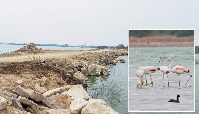 Ameenpur: జీవ వైవిధ్యం.. దారుణ విధ్వంసం! కబ్జాలతో విలవిల్లాడుతోన్న వలస పక్షుల విడిది