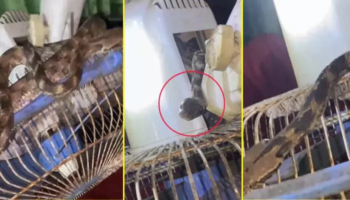 Snake Inside Fan: వామ్మో.. ఫ్యాన్‌లో చిక్కుకున్న భయంకరమైన పాము.. రక్షించిన వాలంటీర్స్