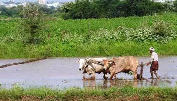 సింగూరు ప్రాజెక్టులోకి స్వల్ప వరద..ఆవేదన వ్యక్తం చేస్తున్న రైతులు