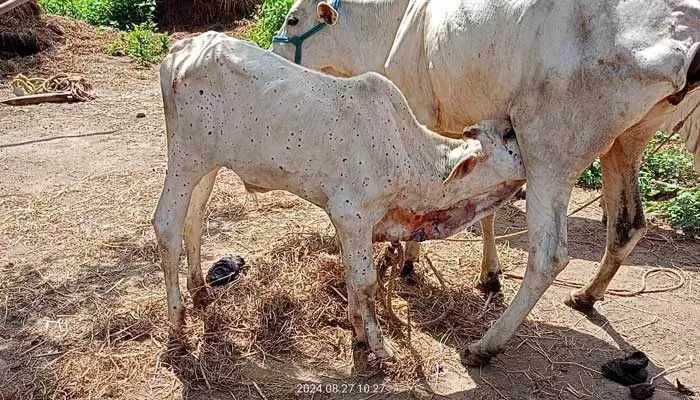 పశువుల్లో పంజా విసురుతున్న లంపీ స్కిన్