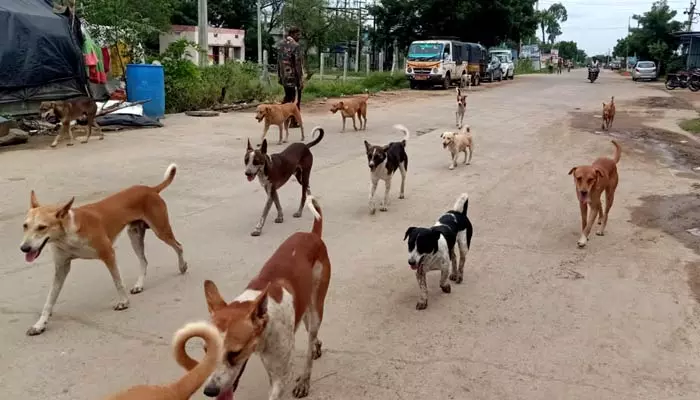 పిక్క దొరికిందో పీకి పడేస్తాయి