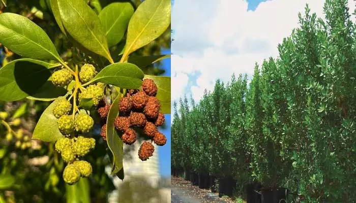 Conocarpus:ఆ చెట్లు పెంచొద్దని ఏపీ సర్కార్ ఎందుకు చెబుతుందంటే..అసలు కారణం ఇదే?