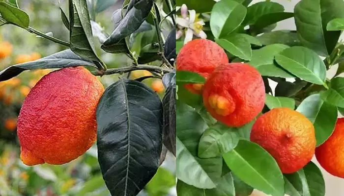 Red Lemon: ఎర్ర నిమ్మకాయ గురించి ఎప్పుడైనా విన్నారా.. దీని ధరెంతో తెలిస్తే షాకవ్వాల్సిందే?