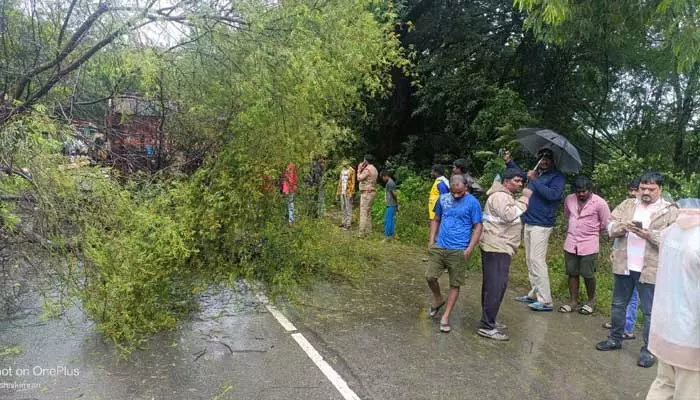 ఎడతెరపి లేని వర్షాలు... నేలకొరిగిన భారీ వృక్షాలు..