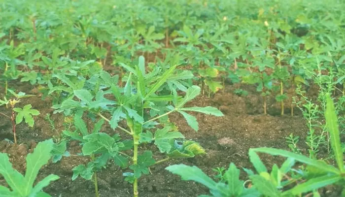 Agriculture: వేసిన పంటలకు దిగుబడి రావాలంటే.. రైతన్నలు వీటిని పాటిస్తే చాలు