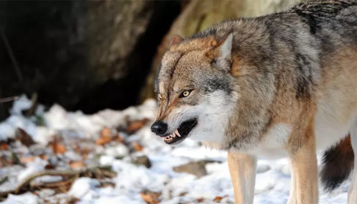 Man Eater Wolves: నరమాంస భక్షక తోడేళ్లు.. నెలన్నరలో 8 మంది బలి