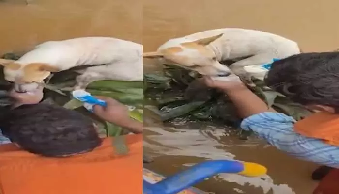 Stray Dog Feeding: వరదల్లో చిక్కుకొని ఆకలితో అలమటించిన కుక్క.. పాలు తాగించిన వలంటీర్