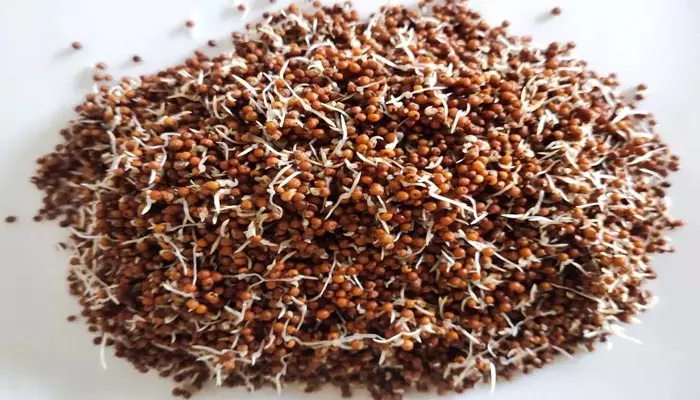 Sprouted ragi benefits: మొలకెత్తిన రాగులతో మైండ్ బ్లోయింగ్ బెనిఫిట్స్.. అవేంటంటే..!