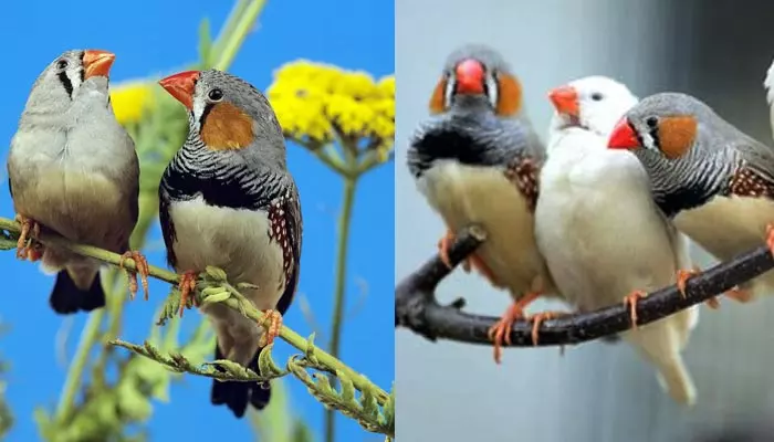 Birds life : పక్షులు చెట్ల కొమ్మలపై నిద్రపోతున్నా కూడా ఎందుకని జారిపడవు?