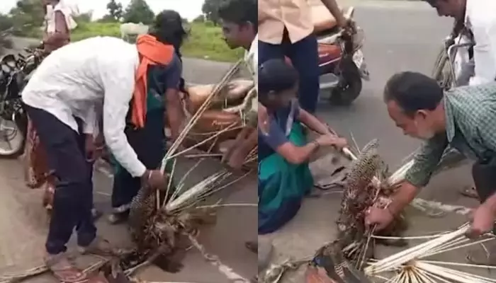 Viral Video : జాతీయ పక్షితో అనాగరికత హద్దులు దాటింది.. గాయపడిన నెమలి ఈకలు పీకుతున్న దృశ్యాలు!