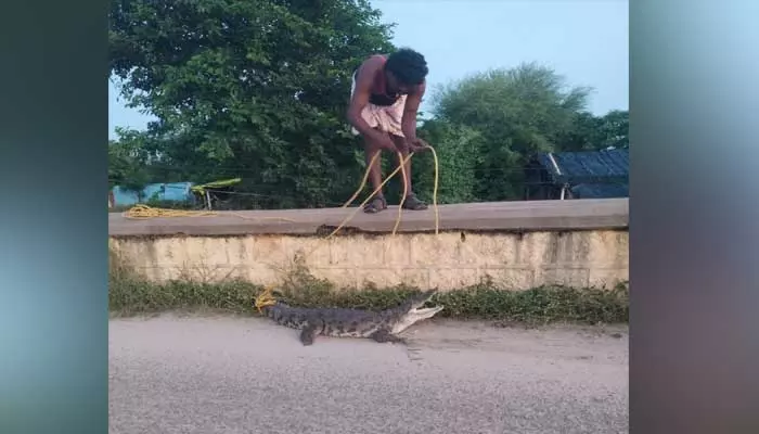 జూరాల ప్రాజెక్టు కుడి కాలువ పై  మొసలి కలకలం..