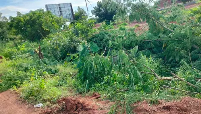 హరితహారం చెట్లను నరికిన వెంచర్ నిర్వాహకులు..