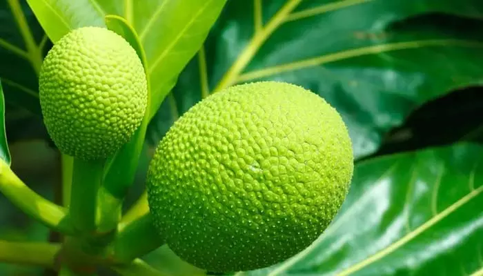 Breadfruit: బ్రెడ్ ఫ్రూట్ గురించి ఎప్పుడైనా విన్నారా? దీనిలో ఉండే పోషకాలు తెలిస్తే అస్సలు వదలరు