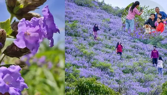 Neelakurinji: పన్నెండేళ్ల నిరీక్షణ.. కొండా కోనల్లో కనువిందు చేస్తున్న నీలి రంగు పూల వైభవం