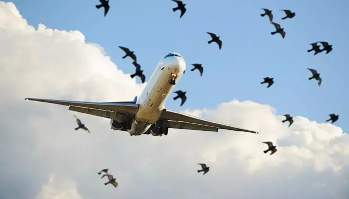 When plane is hit by a bird : ఆకాశంలో వెళ్తున్న పక్షులను విమానం ఢీకొడితే ఏం జరుగుతుంది?