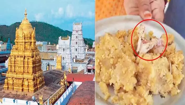 Tirumala Laddu:లడ్డూ ప్రసాదంలో పొగాకు ప్యాకెట్.. టీటీడీ క్లారిటీ ఇదే!