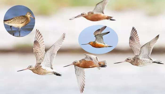 Migration of birds : ఆగేదే లే..! వందలాది కిలోమీటర్లు నాన్‌స్టాప్‌గా ప్రయాణించే అరుదైన పక్షులివే..